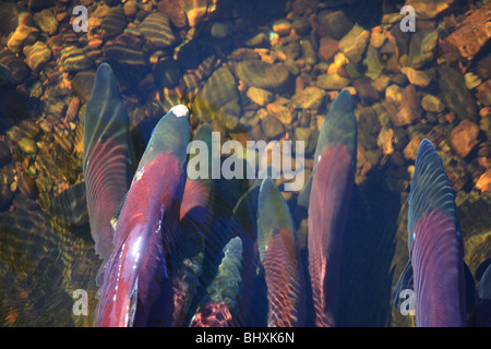 Il Salmone Sockeye nel canale di deposizione delle uova, Fulton Fiume Enhancement Facility, Granisle, BC Foto Stock