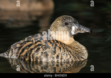 African White-back - Anatra Thalassornis leuconotus leuconotus Foto Stock