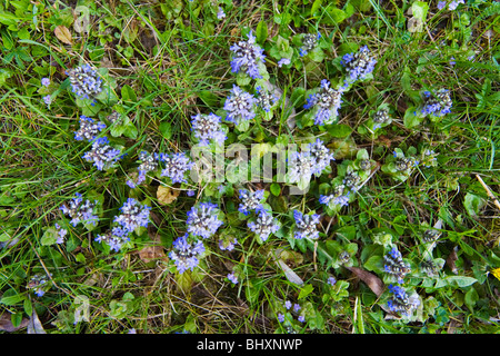 Carpet Bugle (Ajuga reptans) Foto Stock