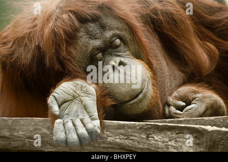 Orang-outang (Pongo pygmaeus) Foto Stock