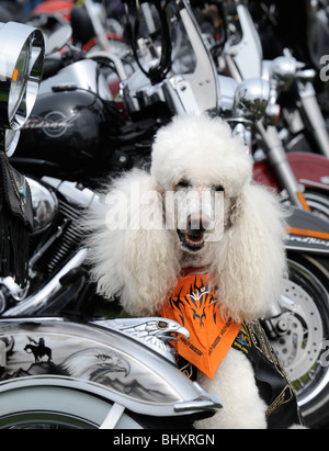 Un barboncino cane a bikers rally in Weston-Super-Mare Regno Unito Foto Stock