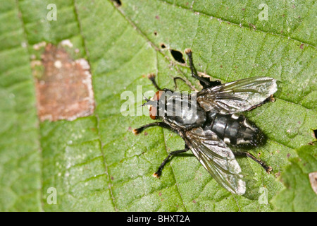 In marmo grigio-carne fly (Sarcophaga carnaria) Foto Stock