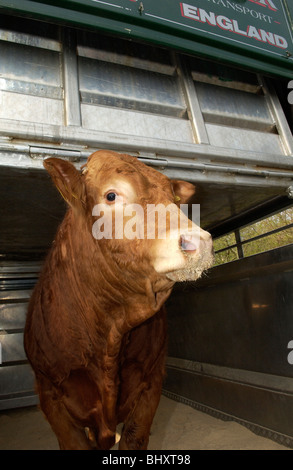 il Limousin bull Foto Stock