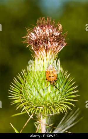 Il fetore bug (Carpocoris fuscispinus) Foto Stock
