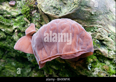 Jelly orecchio Fungo (Auricularia padiglione auricolare-judae) Foto Stock