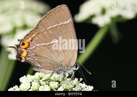 Bianco-lettera Hairstreak (Satyrium w-album) Foto Stock