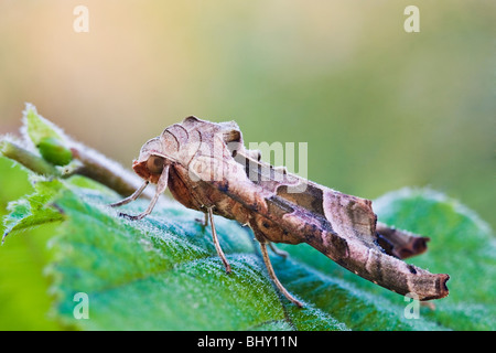 Sfumature di angolo (Phlogophora meticulosa) Foto Stock