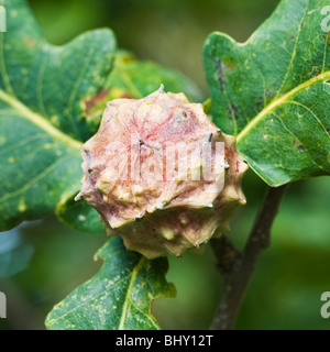 Gall su di una quercia da un gall wasp Foto Stock