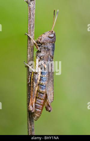 Rufous grasshopper (Gomphocerippus rufus) Foto Stock