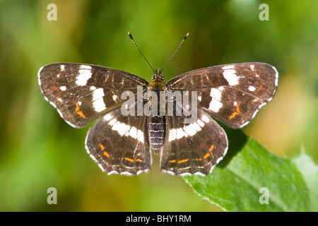 Mappa Butterfly (Araschnia levana) Foto Stock