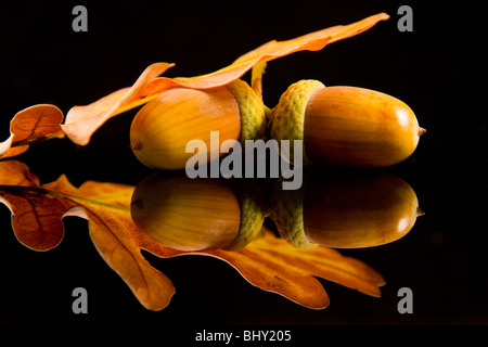 Acorn con foglie di quercia Foto Stock
