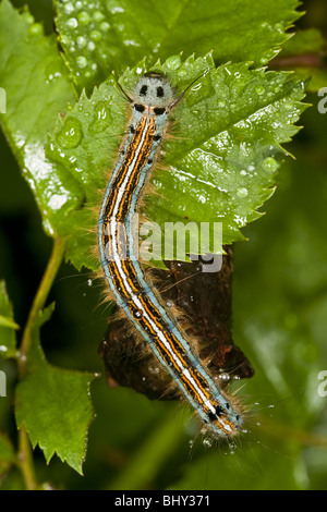 Il lacchè (Malacosoma neustria) caterpillar Foto Stock