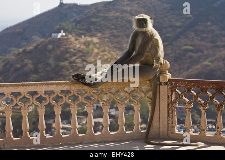 Hanuman-Langur, Hulmane o Langur indiano (Semnopithecus entellus), Nord India, India, Asia Foto Stock