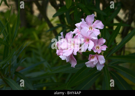 Rosa Nerium oleander fiori Foto Stock