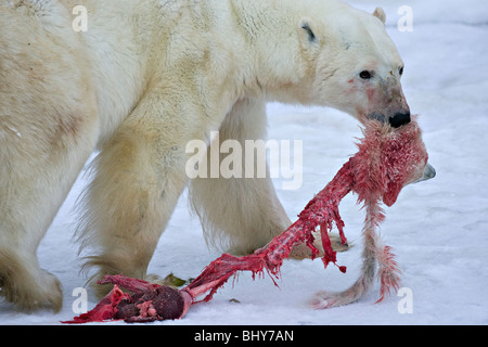 Orso polare (Ursus maritimus) uccide e consuma un primo anno cub Foto Stock