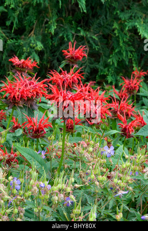 Monarda Giacobbe Cline Foto Stock