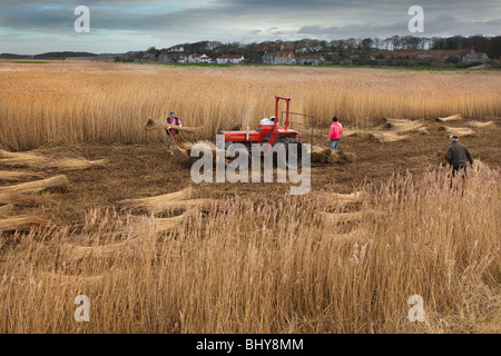 Il taglio di canne per lattoneria sulle paludi Cley North Norfolk a metà inverno Foto Stock