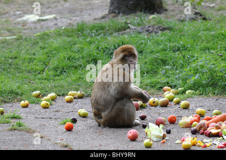 Barbary Macaque (Macaca sylvanus) monkey nel parco Serengeti di Hodenhagen, Germania Foto Stock