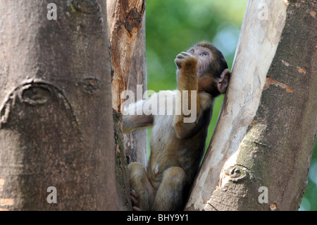 Barbary Macaque (Macaca sylvanus) monkey nel parco Serengeti di Hodenhagen, Germania Foto Stock