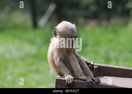 Pianure del Nord grigio scimmie Langur (Semnopithecus entellus) noto come Hanuman langur nel parco Serengeti di Hodenhagen, Germania Foto Stock