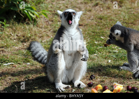 Anello-tailed lemuri (Lemur catta) nel parco Serengeti di Hodenhagen, Germania Foto Stock