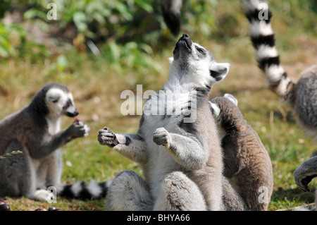 Anello-tailed lemuri (Lemur catta) nel parco Serengeti di Hodenhagen, Germania Foto Stock