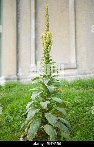 Grande Mullein, Molène thapsus. Foto Stock