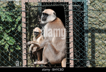 Pianure del Nord grigio scimmie Langur (Semnopithecus entellus) noto come Hanuman langur nel parco Serengeti di Hodenhagen, Germania Foto Stock