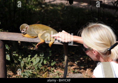 Donna stroking Comune di Scimmia di scoiattolo (Saimiri sciureus) nel parco Serengeti di Hodenhagen, Germania Foto Stock