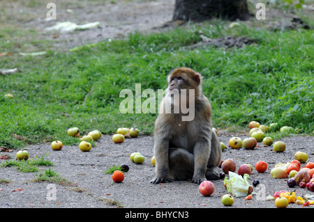 Barbary Macaque (Macaca sylvanus) monkey nel parco Serengeti di Hodenhagen, Germania Foto Stock