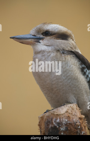 Ridendo Kookaburra - Dacelo novaeguineae Foto Stock