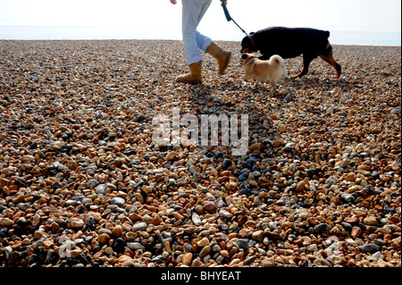 Donna che cammina i suoi cani su Brighton spiaggia di ghiaia lungo la costa del Sussex Regno Unito Foto Stock