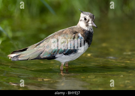 Pavoncella o Peewit - Vanellus vanellus Foto Stock