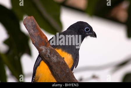 Questo black bird è bianco-tailed trogon o Trogon chionurus ha un petto di colore giallo e di un anello di colore blu intorno all'occhio come si è seduta su un ramo. Foto Stock