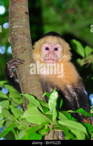 Bianco di testa o di fronte bianco-cappuccino (Cebus capucinus) Manuel Antonio, Costa Rica Foto Stock