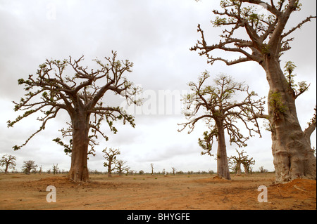 African Baobab il baobab alberi sul campo giorno nuvoloso Foto Stock