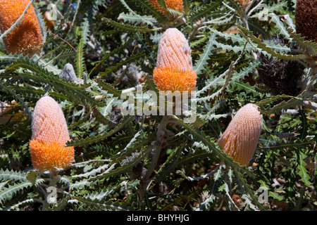 Lanosi arancione (Banksia Banksia victoriae) Foto Stock