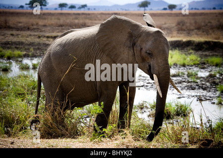 Elefante, Mikumi NP, Tanzania Africa orientale Foto Stock