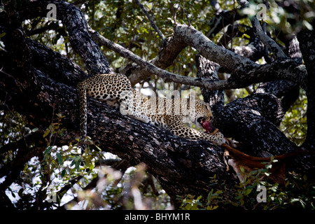 Alimentazione di Leopard su un kill, Riserva Selous, Tanzania Africa orientale Foto Stock