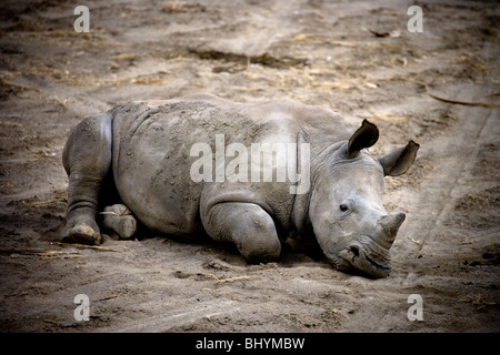 White Rhino di vitello, Lake Nakuru NP, Kenya, Africa orientale Foto Stock