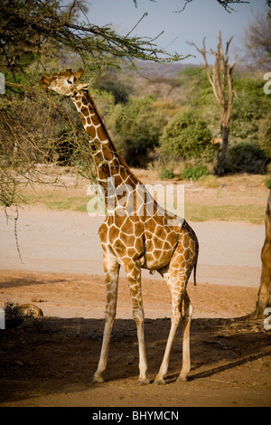 Giraffa reticolata, Samburu riserva nazionale, Kenya, Africa orientale Foto Stock