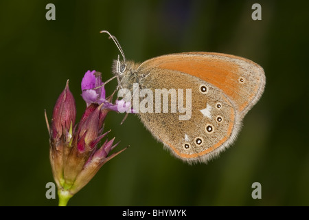 Grande Heath (Coenonympha tullia) Foto Stock