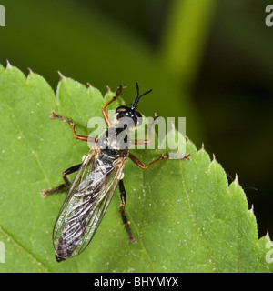 Sawfly (ordine imenotteri, Sottordine Symphyta) Foto Stock