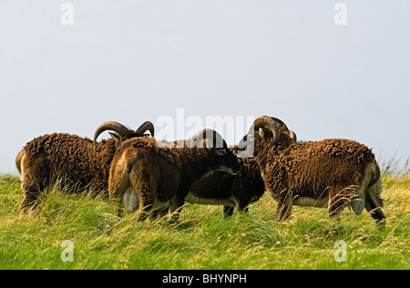 Pecore Soay (Ovis aries) un gruppo di cilindri selvatici su Lundy Island Foto Stock