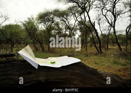 Limpopo, Sud Africa, paesaggio, concettuale, la mappa e la bussola sull'albero morto, pianificazione escursione attraverso il deserto africano, outdoor safari in Africa Foto Stock