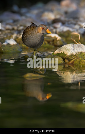 Voltolino Porzana porzana Tüpfelralle Foto Stock