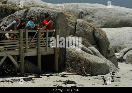 Il Parco Nazionale dei massi, Città del Capo, Sud Africa, safari, fauna selvatica, persone che scattano foto di pinguino africano, Spheniscus demersus Foto Stock