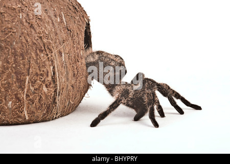 ragno di uccello Foto Stock