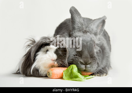 Cavia e bunny Foto Stock