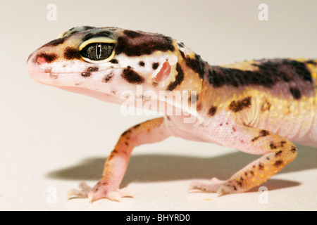 Eopard gecko (Eublepharis macularius) Foto Stock
